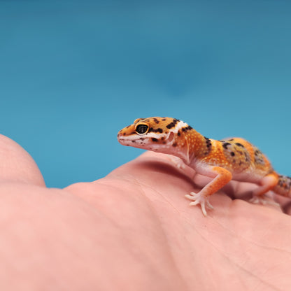 Mandarin Inferno Bold Emerine Pos White & Yellow