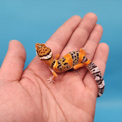 Mandarin Inferno Bold Emerine Pos White & Yellow