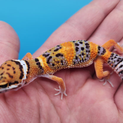 Mandarin Inferno Bold Emerine Pos White & Yellow