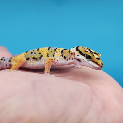 Mandarin Inferno Afghanicus Turcmenicus (extremely rare)