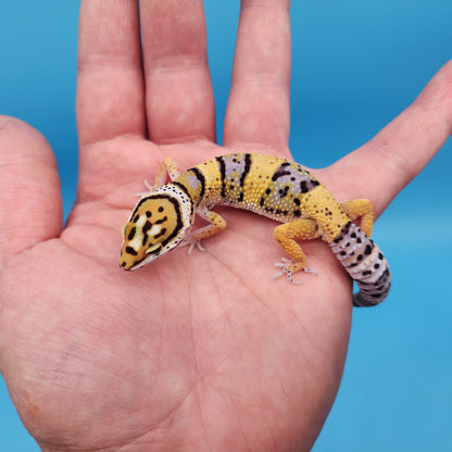 Mandarin Inferno Afghanicus Turcmenicus (extremely rare)