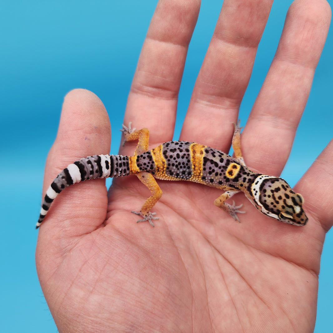 Black Night Leopard Geckos for Sale – Geeky Gecko Creations