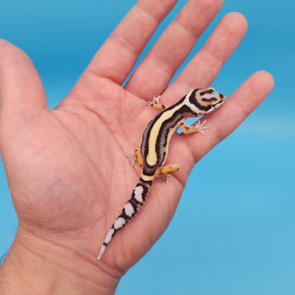 Halloween Mask Hyper Xanthic Bold Stripe Bandit