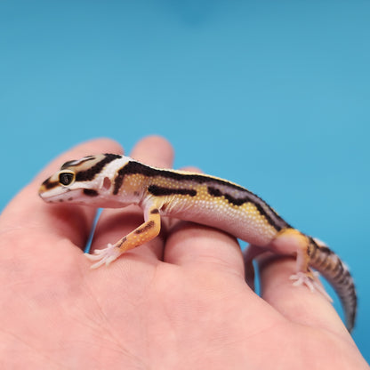 Halloween Mask Hyper Xanthic Bold Stripe Bandit