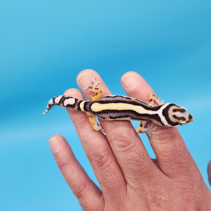 Halloween Mask Hyper Xanthic Bold Stripe Bandit