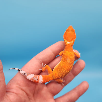 Mandarin Inferno Het Tremper Albino