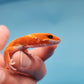 Mandarin Inferno Het Tremper Albino