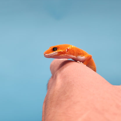 Mandarin Inferno Het Tremper Albino