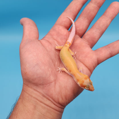 Inferno Bold Emerine Tremper Albino Eclipse Pos White & Yellow (RAPTOR)