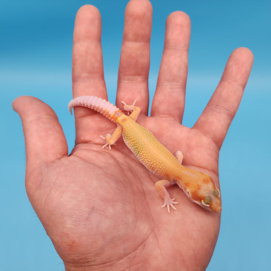 Inferno Bold Emerine Tremper Albino Eclipse Pos White & Yellow (RAPTOR)