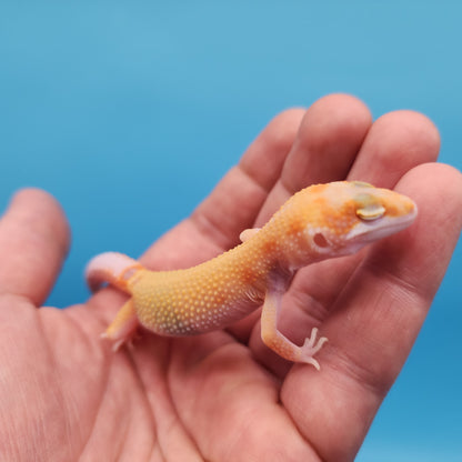 Inferno Bold Emerine Tremper Albino Eclipse Pos White & Yellow (RAPTOR)