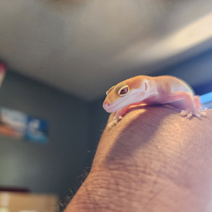Inferno Bold Emerine Tremper Albino Eclipse Pos White & Yellow (RAPTOR)