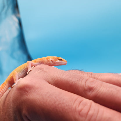 Inferno Bold Emerine Tremper Albino Eclipse Pos White & Yellow (RAPTOR)
