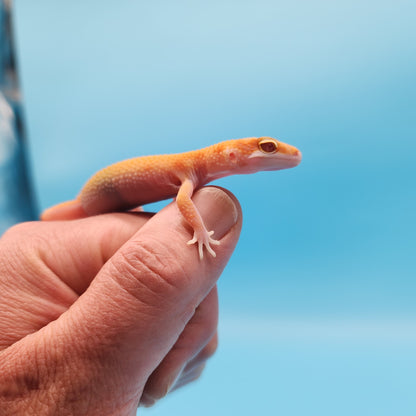 Inferno Bold Emerine Tremper Albino Eclipse Pos White & Yellow (RAPTOR)