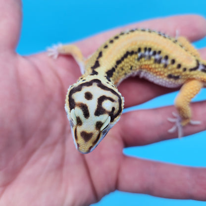 Bengal Fire Bold Black Night Red Stripe Emerine Halloween Mask Bandit