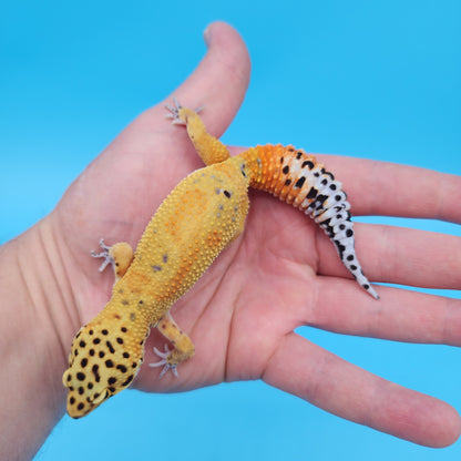 Mandarin Inferno Jungle (pet slight funny walk)