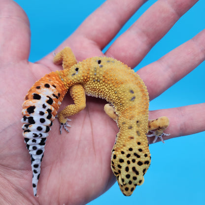 Mandarin Inferno Jungle (pet slight funny walk)