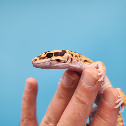 Mandarin Inferno Jungle (pet slight funny walk)