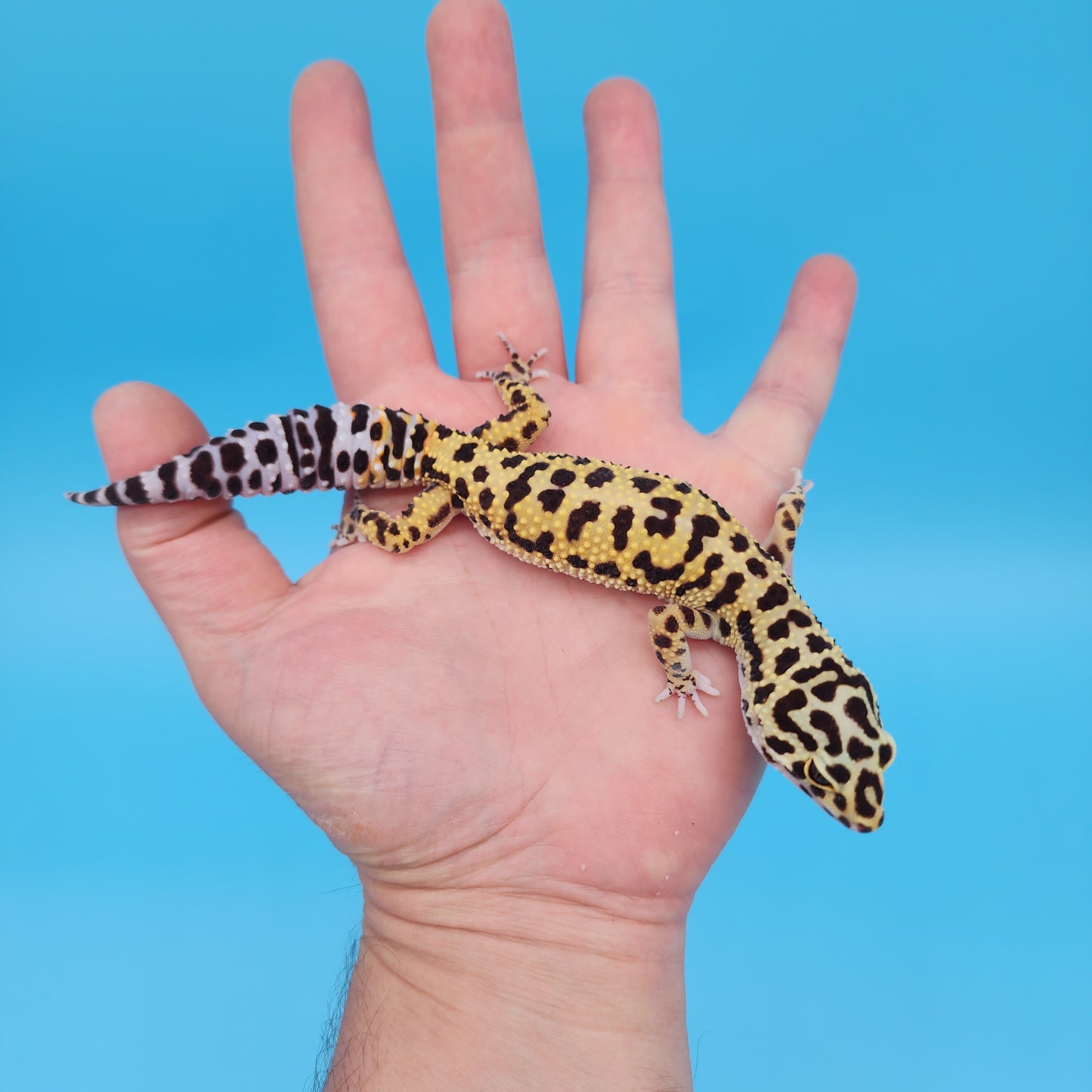 Afghanicus Bold Bandit