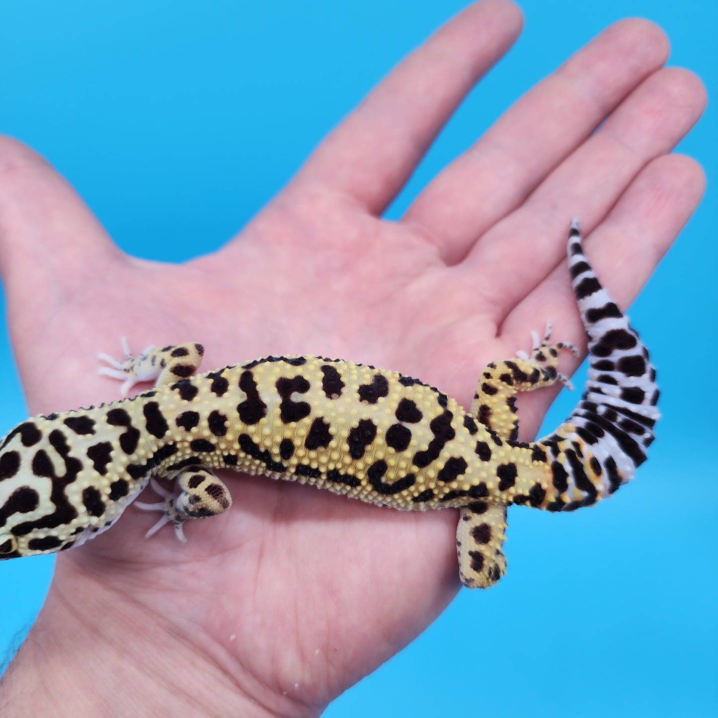 Afghanicus Bold Bandit
