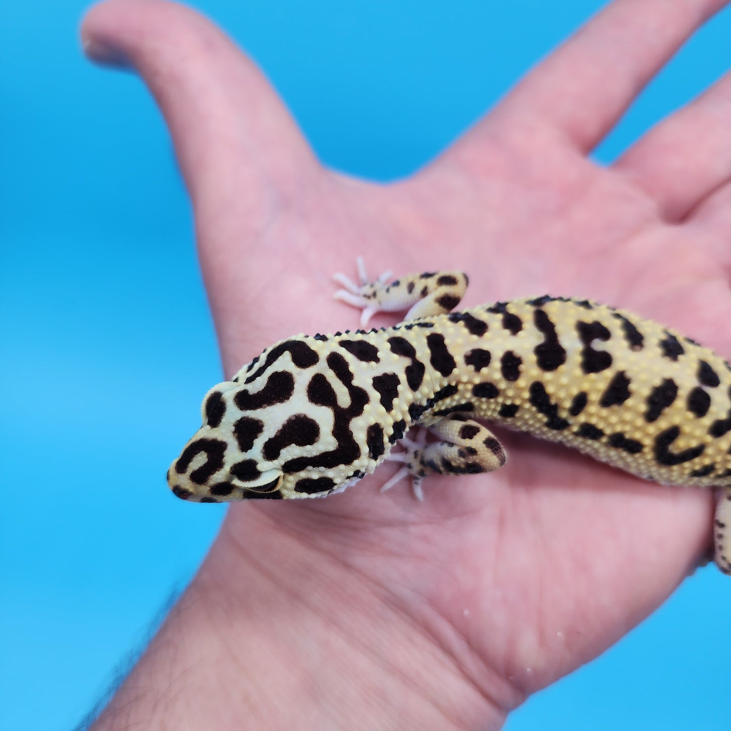 Afghanicus Bold Bandit