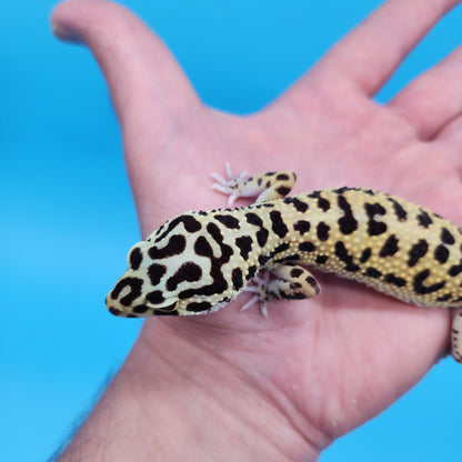 Afghanicus Bold Bandit