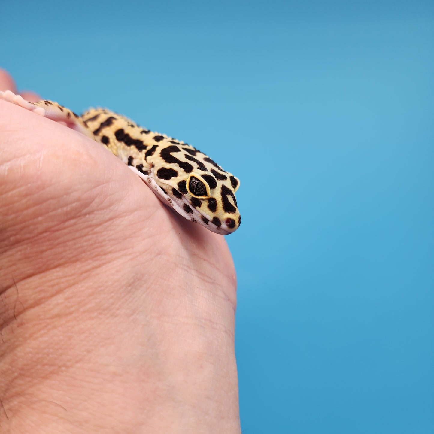 Afghanicus Bold Bandit