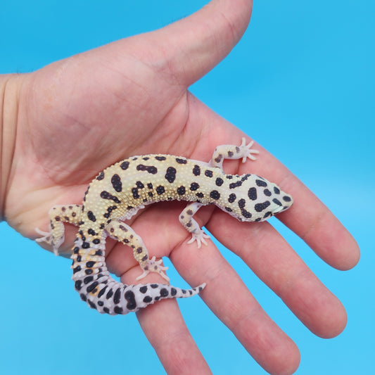 Afghanicus Hyper Xanthic Bold Eclipse White & Yellow (pet crinkle eye)