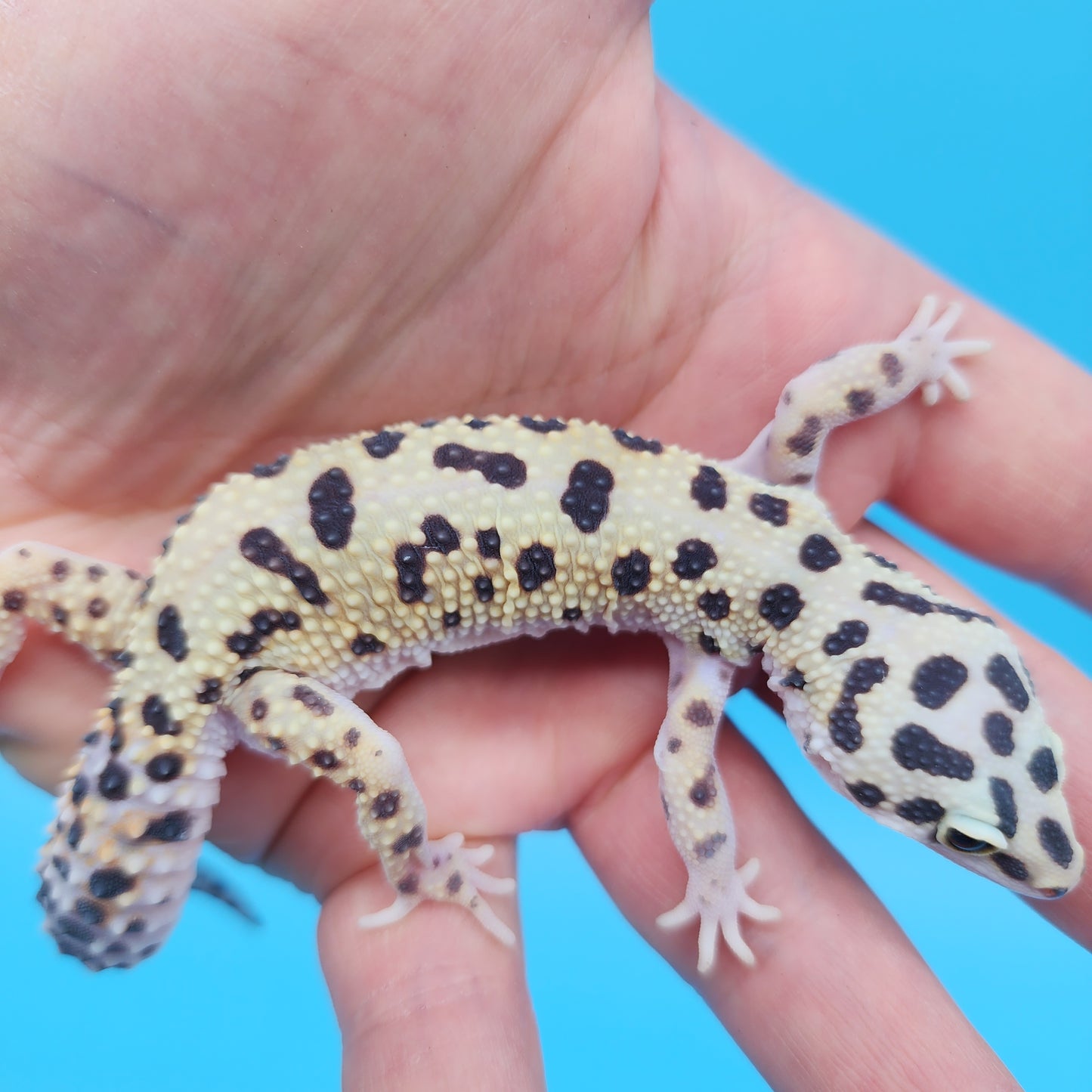 Afghanicus Hyper Xanthic Bold Eclipse White & Yellow (pet crinkle eye)
