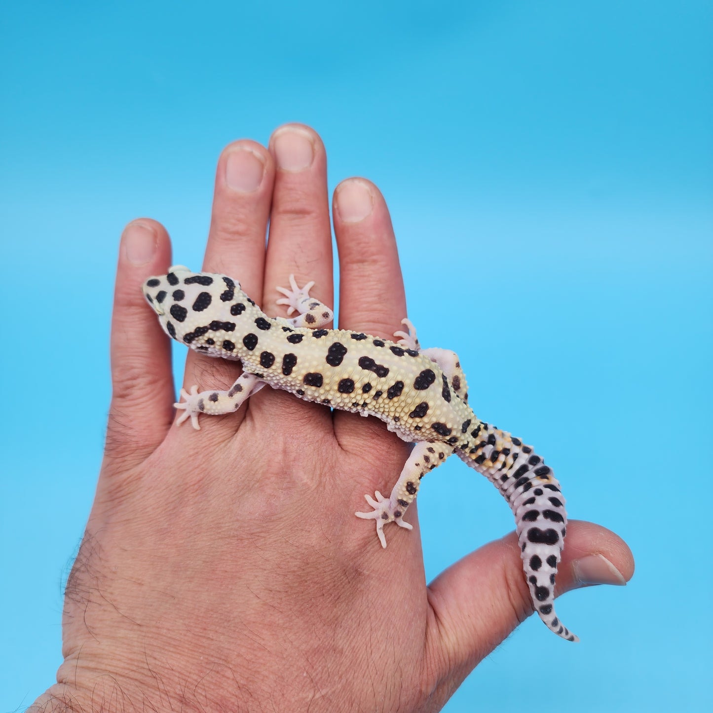 Afghanicus Hyper Xanthic Bold Eclipse White & Yellow (pet crinkle eye)