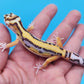 Fire Bold Hyper Xanthic Bandit