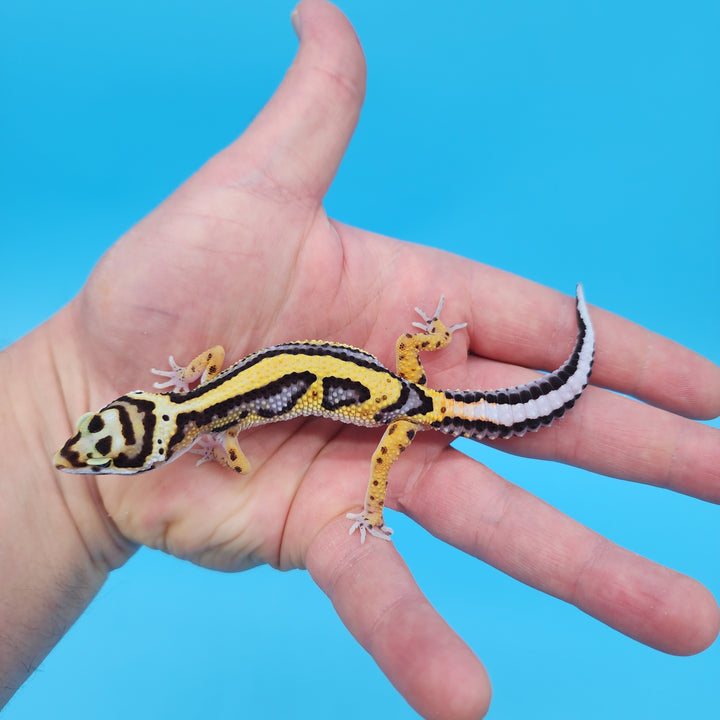 Black Night Leopard Geckos for Sale – Geeky Gecko Creations
