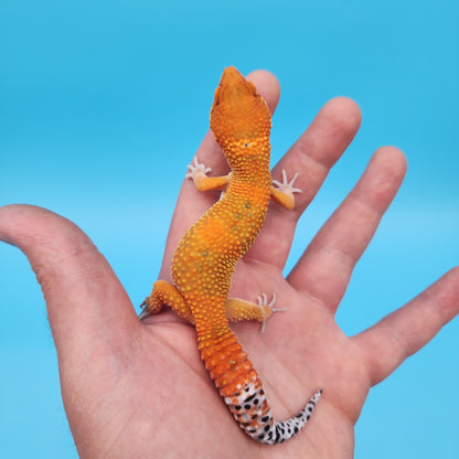 Mandarin Inferno Tangerine Emerine Bold