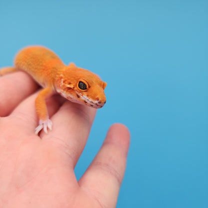 Mandarin Inferno Tangerine Emerine Bold