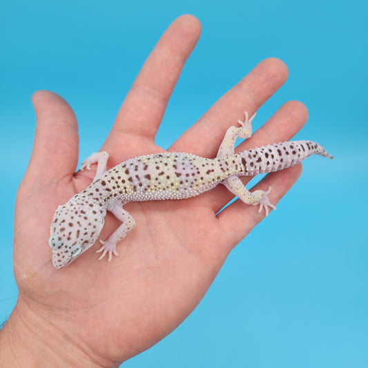 Pure Fasciolatus (VERY RARE reduced pigment variant w/ Pure White High Sides & Lavender Tones!)