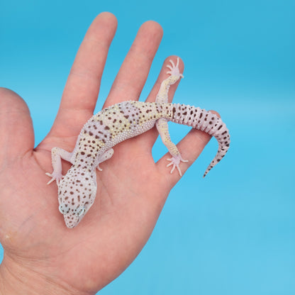 Pure Fasciolatus (VERY RARE reduced pigment variant w/ Pure White High Sides & Lavender Tones!)