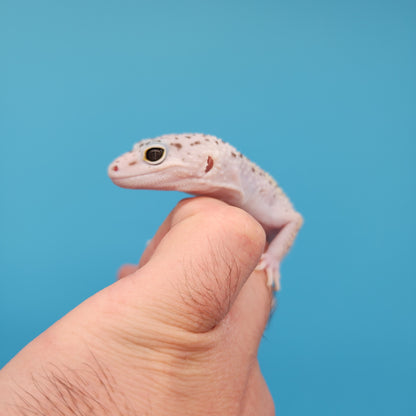 Pure Fasciolatus (VERY RARE reduced pigment variant w/ Pure White High Sides & Lavender Tones!)