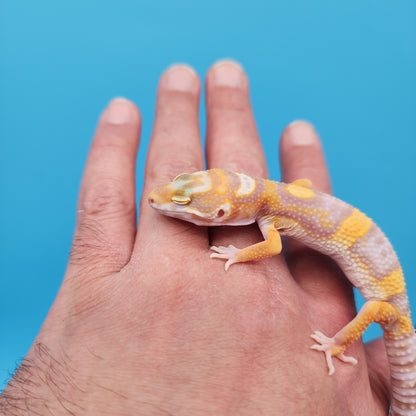 Tremper Albino High Contrast Bold Bandit