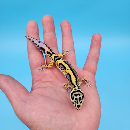 Hyper Xanthic Bold Stripe Bandit (50% regen tail)