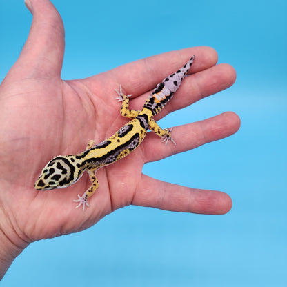 Hyper Xanthic Bold Stripe Bandit (50% regen tail)