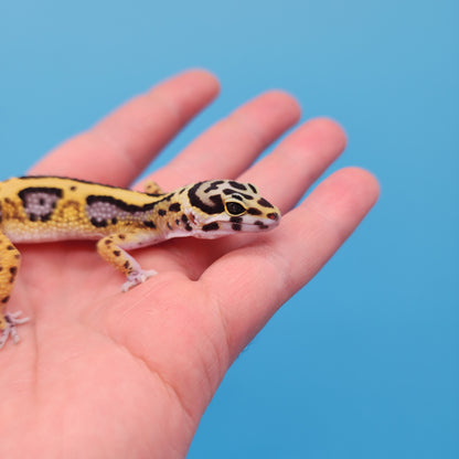 Hyper Xanthic Bold Stripe Bandit (50% regen tail)