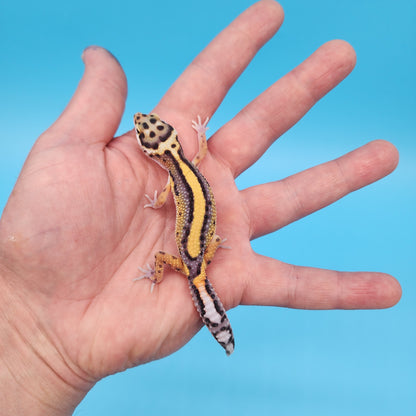 Fire Bold Black Night Bandit