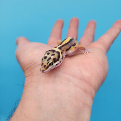 Fire Bold Black Night Bandit