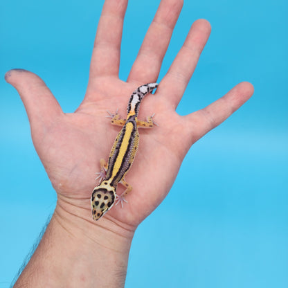 Fire Bold Black Night Bandit