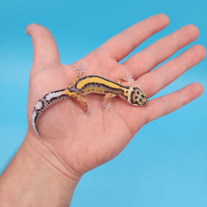 Fire Bold Black Night Bandit