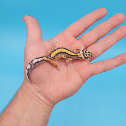 Fire Bold Black Night Bandit