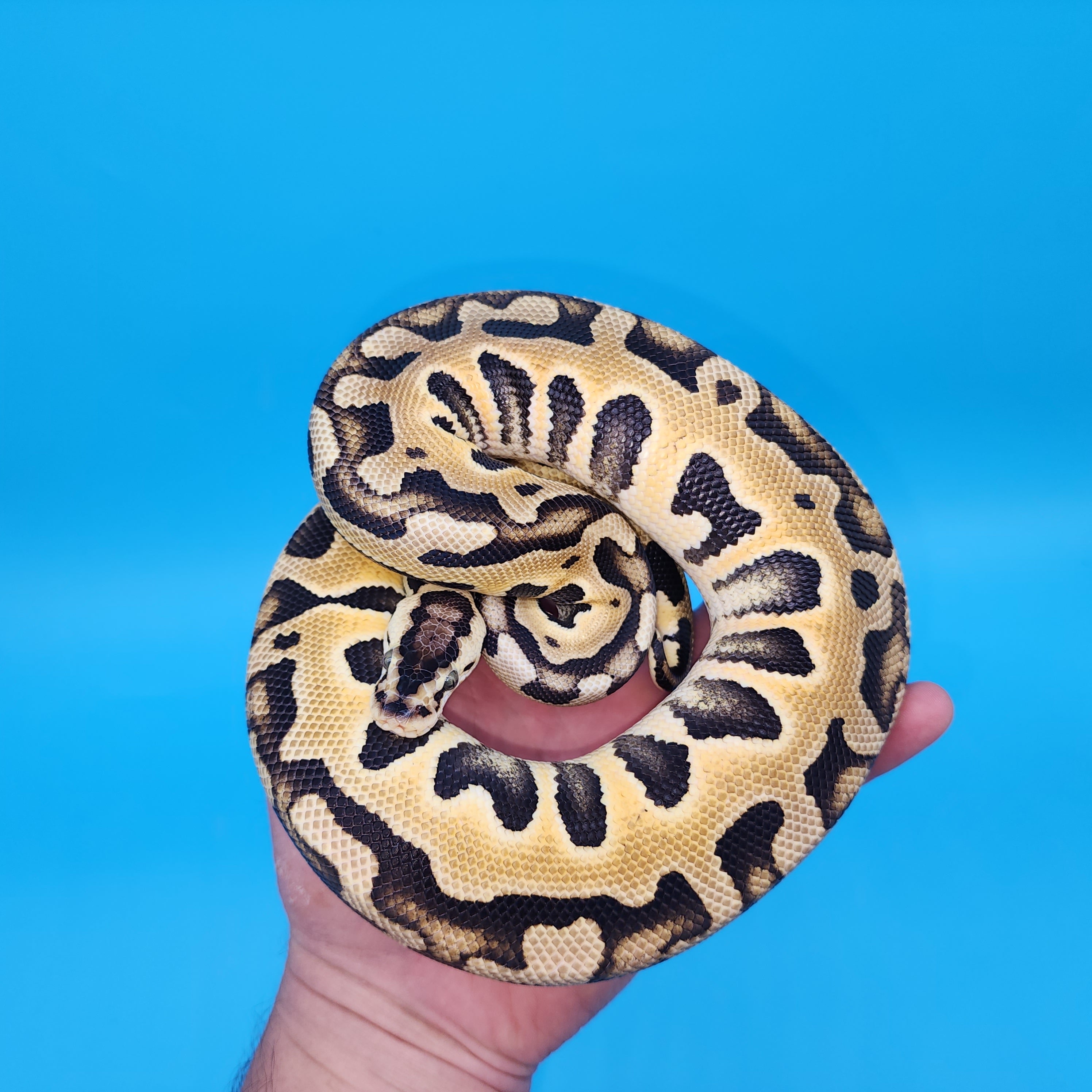 Female Ball Python Female Ball Pythons for Sale – Frank Cuzzolina