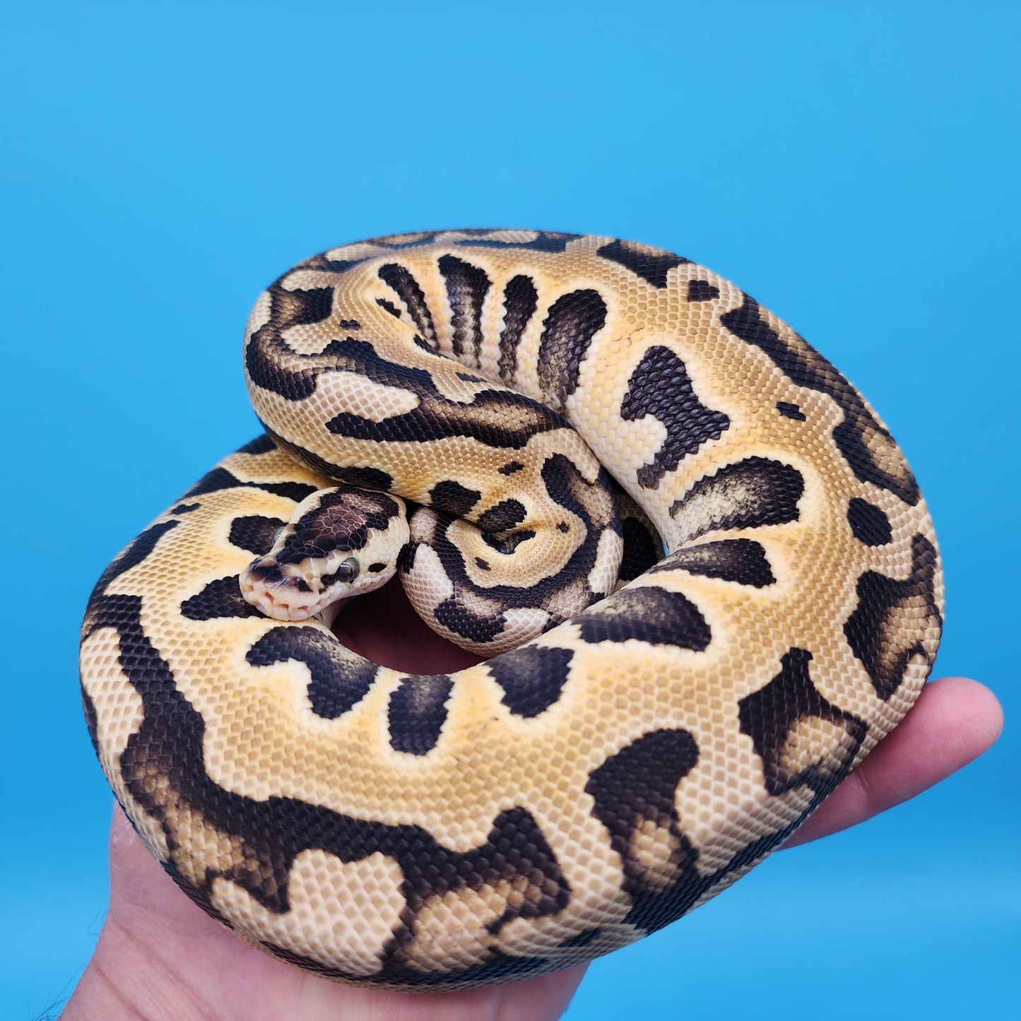 Female Pastel Puzzle (600g)