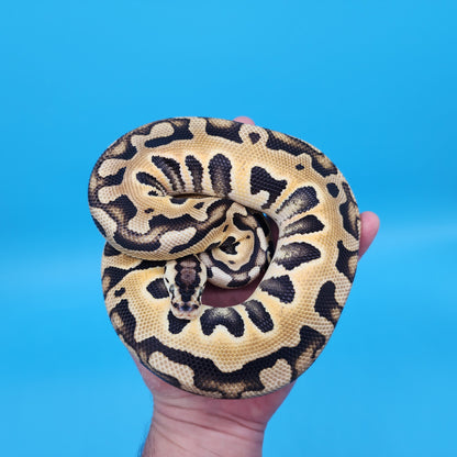 Female Pastel Puzzle (600g)