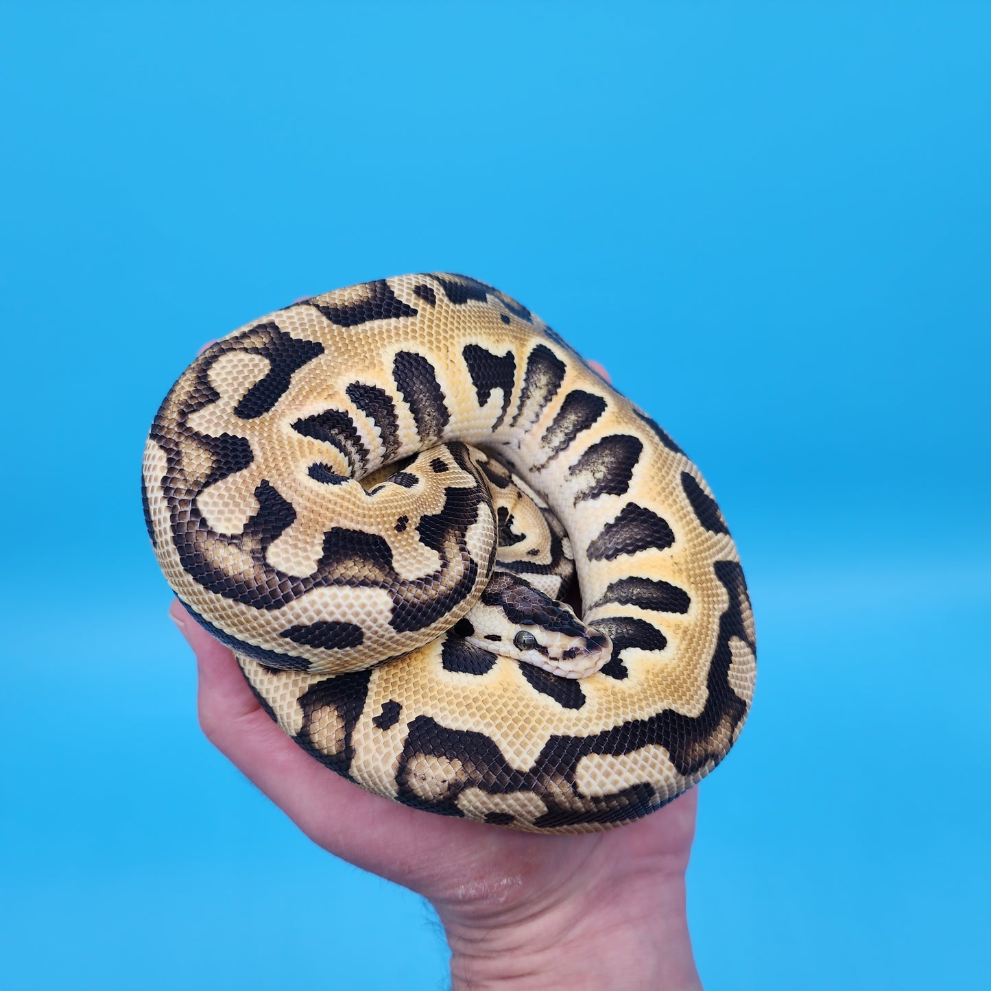 Female Pastel Puzzle (600g)